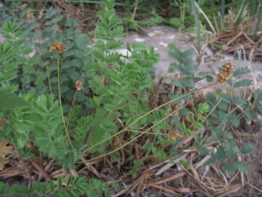 Sanguisorba minor